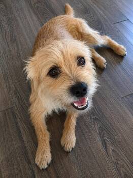 DODGE -  Wirehaired Terrier Dog for Adoption in Vaughan, Ontario - DODGE | PetCurious