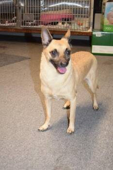 Chihuahua and Mixed Breed Dogs Available for Adoption in Pahrump, Nevada - Bailey (Little Girl) | PetCurious