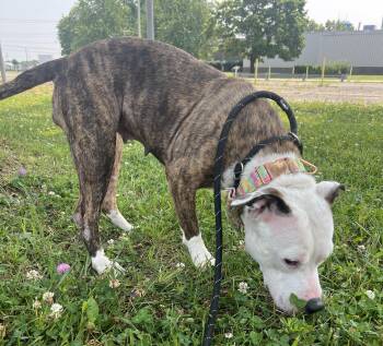 missy -  Pit Bull Terrier Dog for Adoption in Ashland, Ohio - Missy | PetCurious