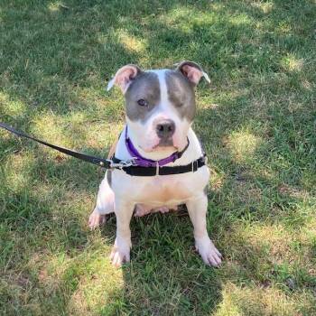 SUKI -  Pit Bull Terrier Dog for Adoption in Boston, Massachusetts - SUKI | PetCurious