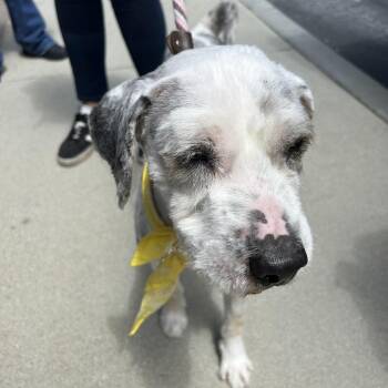 Dover -  Poodle and Australian Shepherd Dog for Adoption in Long Beach, California - Dover | PetCurious