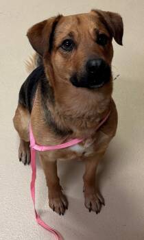 Rescue German Shepherd Dog Dogs for Adoption in Pocatello, Idaho - Odin 45515 | PetCurious