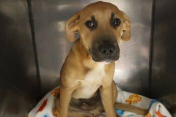 Mixed Breed Dogs Available for Adoption - APOLLO | PetCurious