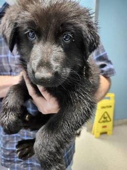 TATUM -  German Shepherd Dog Dog for Adoption in Holbrook, New York - TATUM | PetCurious