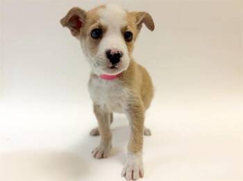 Terrier Dogs Available for Adoption - WILLOW | PetCurious