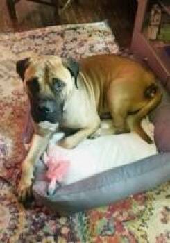 Rescue Mastiff Dogs for Adoption in Maryville, Tennessee - Jack | PetCurious