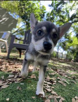 American Eskimo Dog and Terrier Dogs Available for Adoption in Sunrise, Florida - Venus | PetCurious