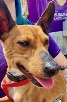 Copper - Jack -  Jack Russell Terrier and Rat Terrier Dog Available for Adoption in Winter Haven, Florida - Copper - Jack | PetCurious