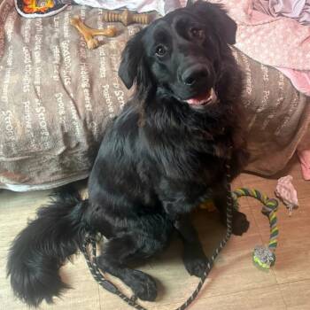 Rescue Mixed Breed Dogs for Adoption in Chicago, Illinois - Astro | PetCurious