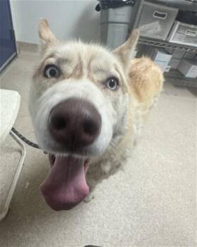 Axel -  Husky Dog for Adoption in Thousand Oaks, California - Axel | PetCurious