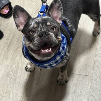 French Bulldog Dogs Available for Adoption in West Palm Beach, Florida - Storm | PetCurious