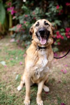 Rescue German Shepherd Dog Dogs for Adoption - Zamora | PetCurious