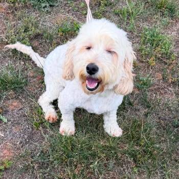 Marley 22579 -  Goldendoodle Dog for Adoption in Cumming, Georgia - Marley 22579 | PetCurious