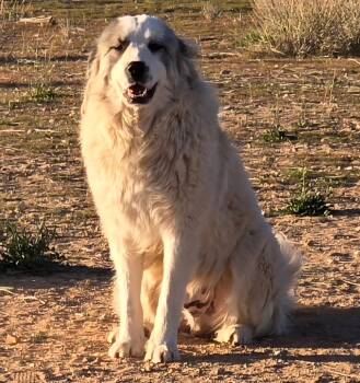Sampson -  Great Pyrenees Dog for Adoption in Piedmont, California - Sampson | PetCurious