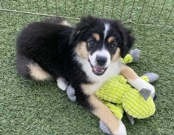 Australian Shepherd Dogs Available for Adoption - Winnie | PetCurious