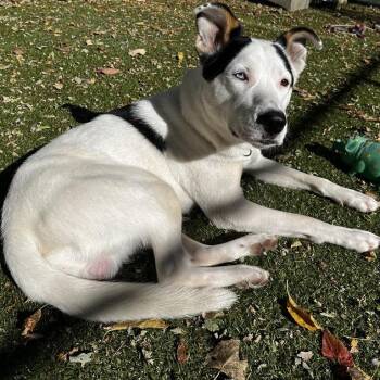 Enoch -  Mixed Breed Dog for Adoption in South Burlington, Vermont - Enoch | PetCurious