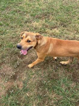 Mack -  Mixed Breed Dog Available for Adoption in Bossier City, Louisiana - Mack | PetCurious