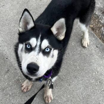 Husky Dogs Available for Adoption - Rex | PetCurious