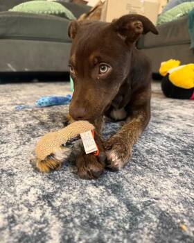 Labrador Retriever Dogs Available for Adoption - Ruby | PetCurious