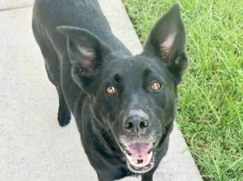 Nymeria -  Mixed Breed Dog for Adoption in Georgetown, Texas - Nymeria | PetCurious