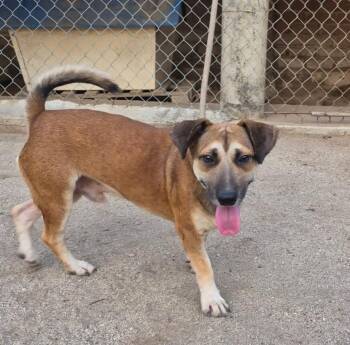 Napoleon -  Beagle and Black Mouth Cur Dog for Adoption in Ramona, California - Napoleon | PetCurious