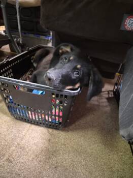 Giulia -  Shepherd Dog for Adoption in Hillside, Illinois - Giulia | PetCurious