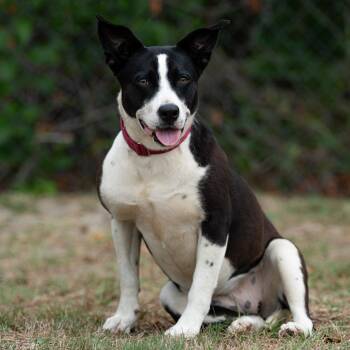 Mixed Breed Dogs Available for Adoption in Bonifay, Florida - Tink (Coming Soon) | PetCurious