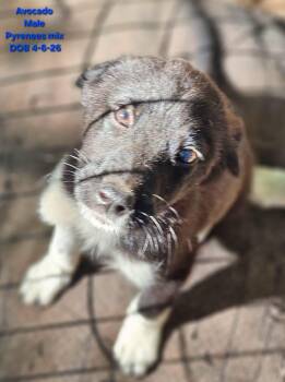 Avocado -  Great Pyrenees and Labrador Retriever Dog for Adoption - Avocado | PetCurious