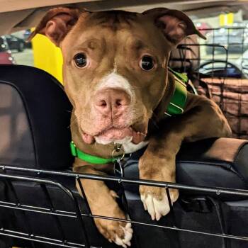 Della -  Pit Bull Terrier Dog for Adoption in Baltimore, Maryland - Della | PetCurious