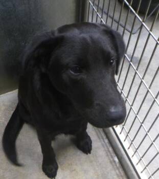 Bane -  Labrador Retriever Dog Available for Adoption in Lafayette, Louisiana - Bane | PetCurious