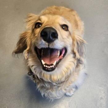 Hubie -  Dachshund and Golden Retriever Dog for Adoption in Barron, Wisconsin - Hubie | PetCurious