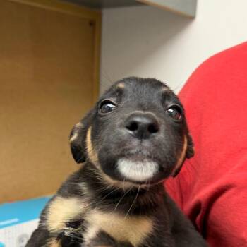 Louise -  Australian Cattle Dog Blue Heeler and Terrier Dog for Adoption in Birmingham, Alabama - Louise | PetCurious