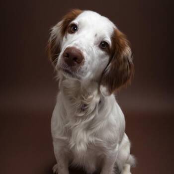 Spudz -  Spaniel and Mixed Breed Dog for Adoption in Enid, Oklahoma - Spudz | PetCurious