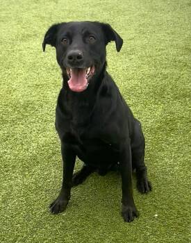 Labrador Retriever Dogs Available for Adoption - Norton | PetCurious