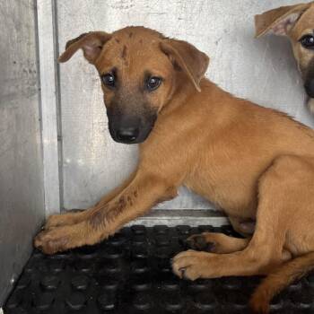 Spongebob -  Shepherd and Mixed Breed Dog for Adoption in Edinburg, Texas - Spongebob | PetCurious