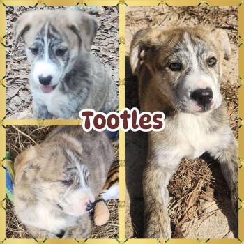 Labrador Retriever and Catahoula Leopard Dog Dogs Available for Adoption - Tootles | PetCurious