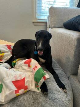 Greyhound Dogs Available for Adoption in Coon Rapids, Minnesota - Shaka | PetCurious