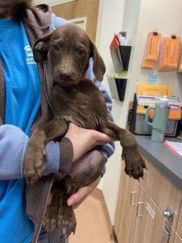 Rescue Labrador Retriever Dogs for Adoption in Kennewick, Washington - Ghirardelli | PetCurious