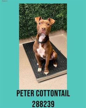 Pit Bull Terrier and Mixed Breed Dogs Available for Adoption - PETER COTTONTAIL | PetCurious