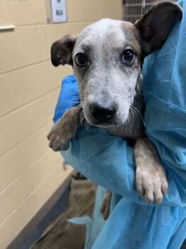 Doo-Dah Diner -  Mixed Breed Dog for Adoption in Wichita, Kansas - Doo-Dah Diner | PetCurious