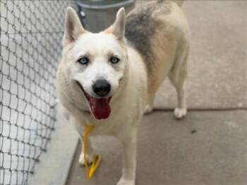 DAPHNE -  Husky and Mixed Breed Dog for Adoption in Tulsa, Oklahoma - DAPHNE | PetCurious