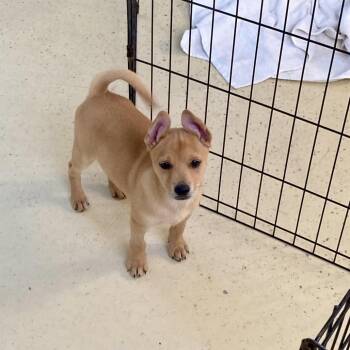 Chihuahua Dogs Available for Adoption - Bean Bag Aka Milo | PetCurious