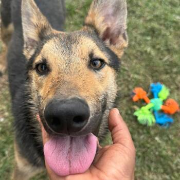 Ozzy -  German Shepherd Dog Dog for Adoption in Richmond, Texas - Ozzy | PetCurious