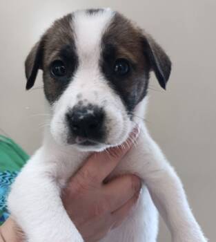 Rescue Husky and Mixed Breed Dogs for Adoption in Morton Grove, Illinois - Cocoa | PetCurious