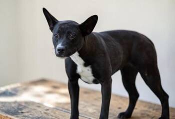 French Bulldog and Basenji Dogs Available for Adoption in Ventura, California - Brie  | PetCurious