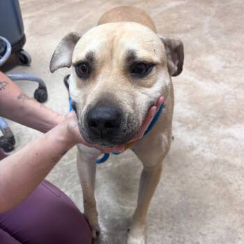 Enzo - 051302U -  Labrador Retriever and Mixed Breed Dog for Adoption in Tupelo, Mississippi - Enzo - 051302U | PetCurious
