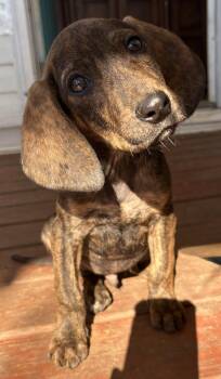 Rescue Plott Hound Dogs for Adoption in Maryville, Tennessee - Cowboy | PetCurious