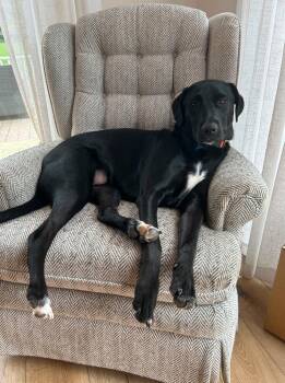 Labrador Retriever Dogs Available for Adoption in Pottstown, Pennsylvania - Stitch (fka Pugsley) | PetCurious