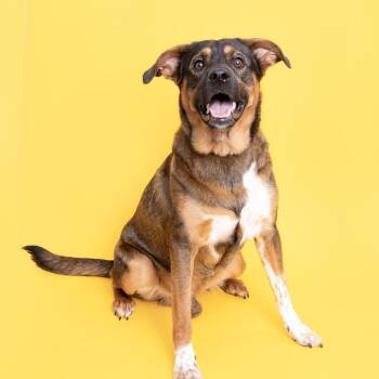 Mixed Breed Dogs Available for Adoption in Franklin, Tennessee - Jack | PetCurious