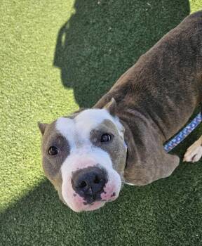 Koda -  Pit Bull Terrier Dog for Adoption in Cleveland, Ohio - Koda | PetCurious